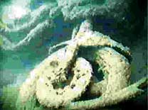 �C���Ŕ������ꂽ�I�[�g�o�C