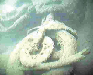 �C���Ŕ������ꂽ�I�[�g�o�C