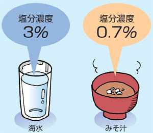 �����Z�x