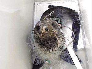 巡視艇緊急出動!要救助者はオットセイ!?