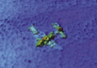 マルチビーム測深により確認された海底に沈む小型航空機