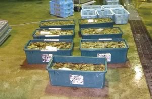 �������l���i�Ȃ܂��j