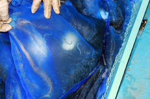 ���Ȃ��̒t��