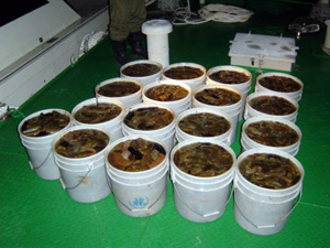 �P�H�`�ő��ƒ��̖����D�i�q��@����B�e�j