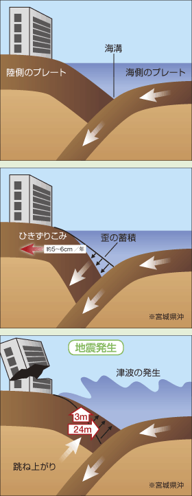 �v���[�g���E�n�k�̔������J�j�Y��