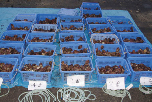 ���������u����сv