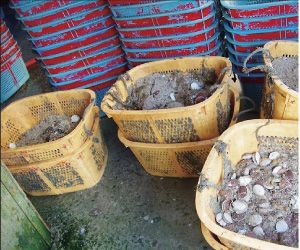 �s�@�������ꂽ�z�^�e�{�B�c��