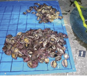 密漁されたあわび