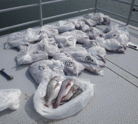 �C�ォ�������ꂽ�����i��j