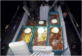 密漁ゴムボート上のなまこ(小樽)