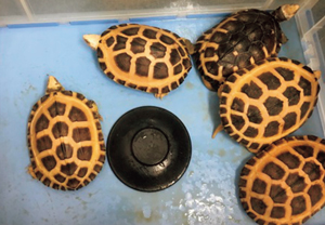 ���������~�i�~�C�V�K��