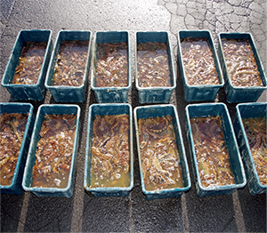 ���������u�Ȃ܂��v