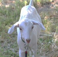 ヤギのしろの写真